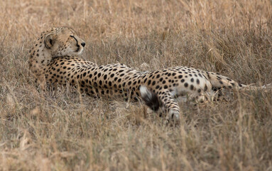 A Cheetah (Acinonyx jubatus) resting in the late afternoon - Tanzania	.
