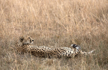 A Cheetah (Acinonyx jubatus) resting in the late afternoon - Tanzania	.