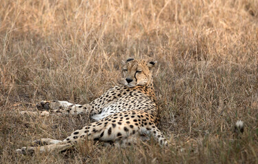 A Cheetah (Acinonyx jubatus) resting in the late afternoon - Tanzania	
