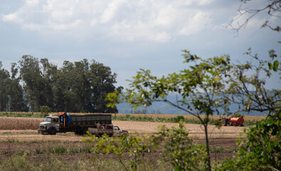 Fototapeta premium Soybean harvest in agricultural production farm