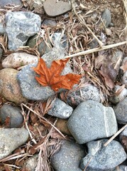 autumn leaves on the rocks