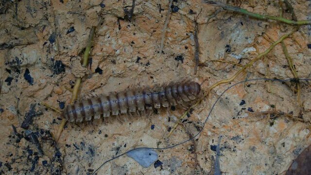 Large Millipede inspecting forest floor at Borneo Island, Malaysia. Macro stock footage.