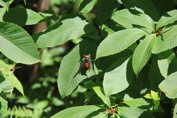 オオスズメバチ