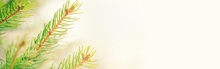 Beautiful natural spring tree background. Light green pine tree branches with small buds of brown pine cones. Seasonal forest nature backdrop wallpaper. Web banner header for a website.