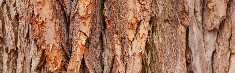 Natural wooden texture background. Closeup macro of old aged tree bark. Abstract oak tree nature backdrop or wallpaper. Unusual pattern surface. Web banner header for a website.