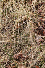 Closeup of old aged dry grass straw background texture. Macro of a textured eco natural backdrop. Ecological organic autumn fall foliage hay wallpaper. View from top above.