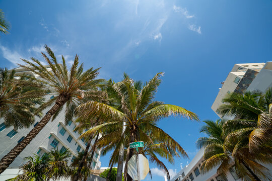 Colorful palm trees Miami Beach Ocean Drive