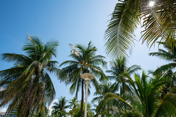Fototapeta na wymiar Sunny day and vibrant palm trees Miami FL