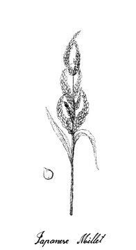 Illustration Hand Drawn Sketch of Echinochloa Esculenta or Japanese Barnyard Millet Isolated on White Background.
