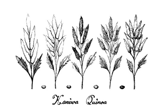 Illustration Hand Drawn Sketch of Ripe Chenopodium Pallidicaule or Kaniwa Plants and Seed Isolated on White Background.
