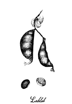 Vegetable, Illustration of Hand Drawn Sketch Dolichos Lablab, Hyacinth Bean or Surti Papdi Pods and Seed Isolated on White Background.
