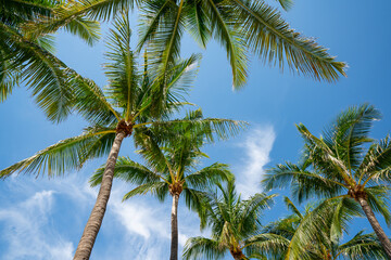Fototapeta na wymiar Tropical palm fronds with no coconuts