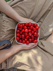 Basket of Fresh Red Cherries Held in Woman's Lap