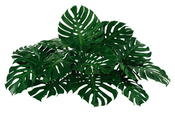 green leaf of a tropical flower monstera isolated on white background.clipping path © eakarat