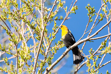 Yellow headed blackbird perched in trees at a nature study area wetland