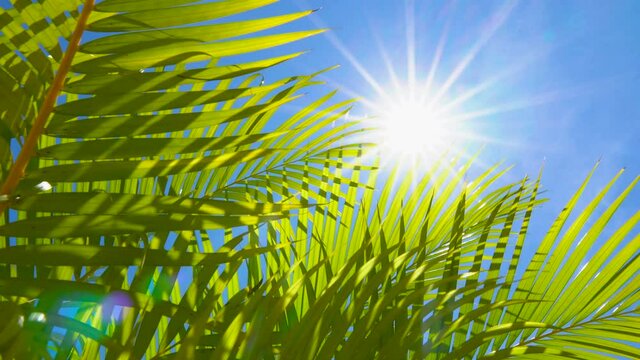 palm leaf with blowing wind on blue sky and sunshine in summer season	