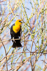 Yellow headed blackbird perched in trees at a nature study area wetland