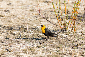 Yellow headed blackbird walking on swampy ground at a nature study area wetland