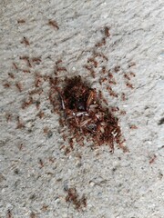 ants on the ground