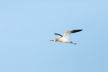 Fototapeta na wymiar Avocet flying through a clear blue sky over a wetland