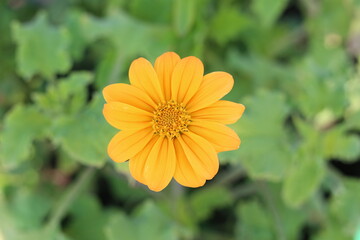 yellow flower in the garden