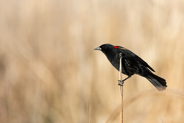 Red shouldered blackbird perched in reeds at a nature study area wetland