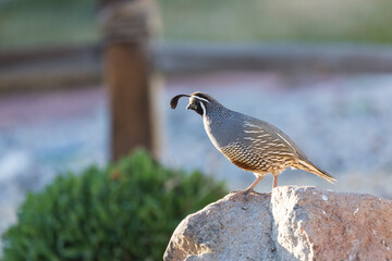 Male quail perched on rocks in evening light in a yard