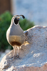 Male quail perched on rocks in evening light in a yard