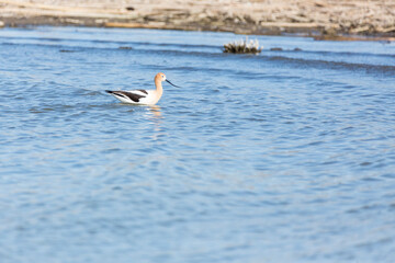 Avocet wading through water hunting food in a wetland area