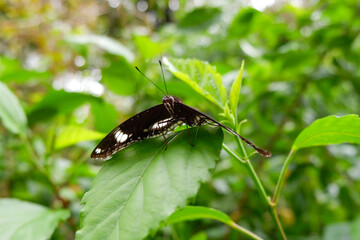 view of butterfly isolated on green leaves in park