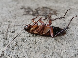 ants on the wall