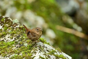苔むした岩の上でくつろぐミソサザイ