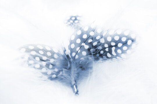 ホロホロ鳥 Images Browse 58 Stock Photos Vectors And Video Adobe Stock