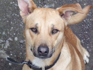 KODAK Digital Still Camera