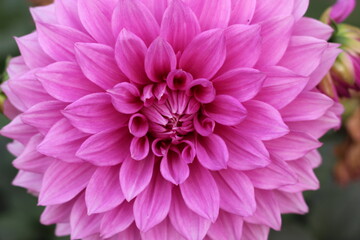 pink dahlia flower closeup