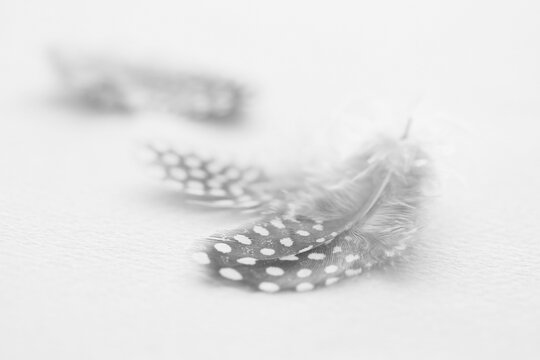 ホロホロ鳥 Images Browse 58 Stock Photos Vectors And Video Adobe Stock