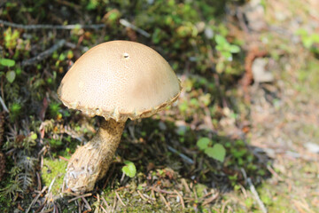 Aspen scaber stalk mushroom at Denali State Park