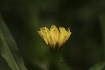 close up of yellow flower