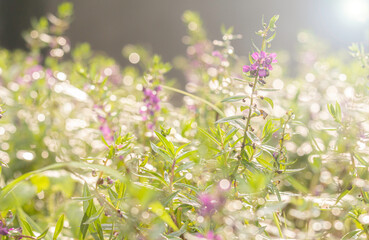 After the rain in Asia, the willow flowers in the garden had dew drops and looked like glowing pearls on the front.