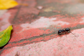 macro view of black ant searching food