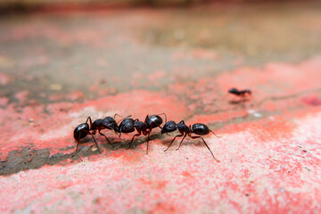 closeup shot of black ants communicating each other