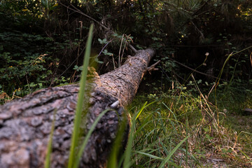 Fallen tree in the forest. Low angle with shallow depth of field.