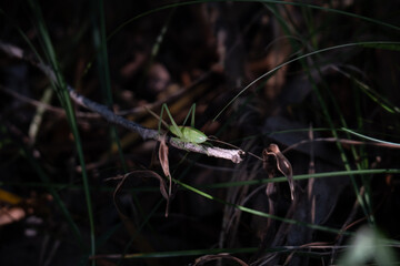 Green grasshopper on a twig in the woods, with dried leaves in background. Shallow depth of field.