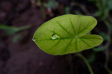 macro shot of rain drops on green leaf in garden