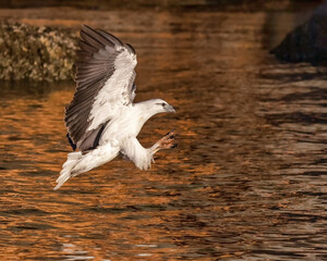 White-bellied Sea Eagle (Haliaeetus leucogaster) - second largest bird of prey in Australia (wingspan approx 2 metres) - fishing in the early morning golden hour - Hawkesbury River, NSW, Australia