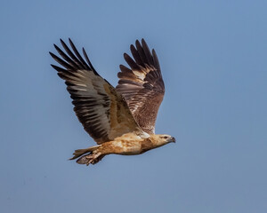 Juvenile White-bellied Sea Eagle in flight with fish catch (Haliaeetus leucogaster) - second largest bird of prey in Australia (wingspan approx 2 metres) - Hawkesbury River, NSW, Australia