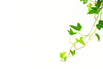 Star-shaped vine houseplant and white wall background material. 星形のつる性の観葉植物と白い壁の背景素材