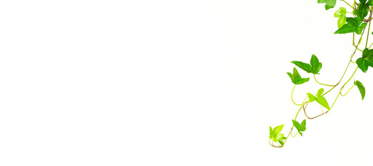 Star-shaped vine houseplant and white wall background material. 星形のつる性の観葉植物と白い壁の背景素材