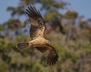 Whistling Kite in flight (Haliastur sphenurus) - Hawkesbury River, NSW, Australia
