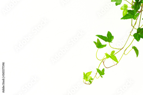 Star Shaped Vine Houseplant And White Wall Background Material 星形のつる性の観葉植物と 白い壁の背景素材 Authentic Poster Authent Kana Design Image